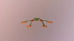 CAGD 331 Tiger Striped Monkey Frog