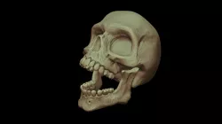 Calavera