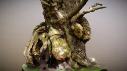 Calke Park Tree