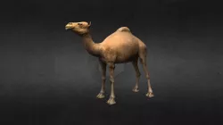 Camel