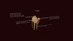 Camel