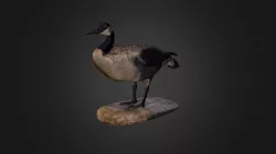 Canada Goose