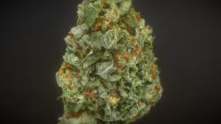 Cannabis Bud