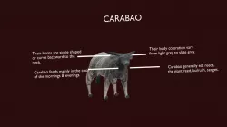 Carabao