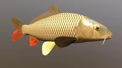 Carp