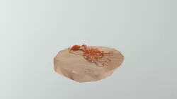 Carrot