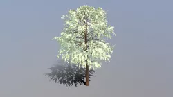 Cartoon Tree 3D