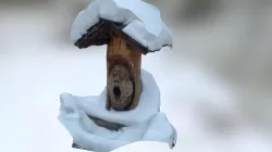Carved creepy Face