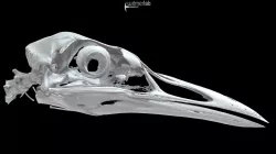 Caspian tern skull (Hydroprogne caspia)