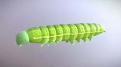 Caterpillar