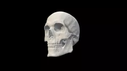 Caucasian adult male skull