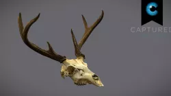 CD_Deer_Skull_Scan