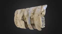 Cephalopod: Actinoceras beloitense (PRI 70326)