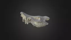 Ceratotherium simum, skull