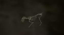 Cerberos skeleton