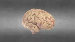 Cerebro/Brain