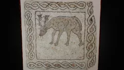 Cervo