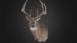 Chad Becker Whitetail