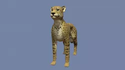 Cheetah