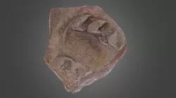 Chelonypus isp.