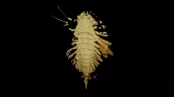 Chengjiang trilobitomorph Sinoburius lunaris