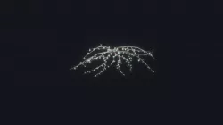 Cherry9 Tree
