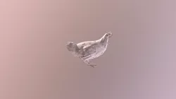 Chicken animation