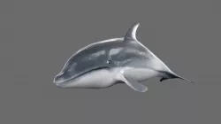 Dolphin 3D model