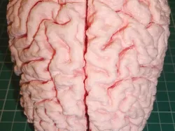 Human Brain