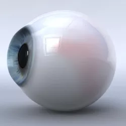 Human Eyeball 3D model