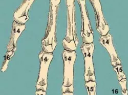 Human Hand Bones - Thumb
