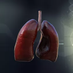 Human Lungs Anatomy 3D model
