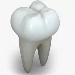 Realistic Human Teeth 3D model