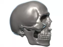 Skull 3D Model Zbrush OBJ 3D model