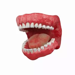 Teeth 3D model