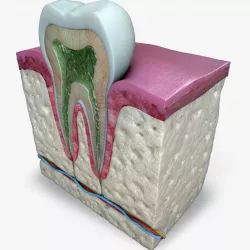 Teeth diagram 3D model