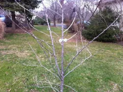 Tree Eyes