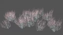 Broom Snakeweed 3D model