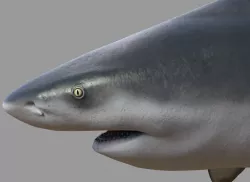 Bull shark rigged and animated for Cinema 4d  Low-poly  3D model