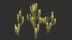 Cholla Cactus Set 3D model