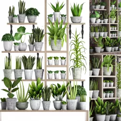 Collection of plants in concrete pots 2 3D model