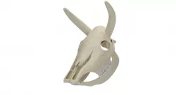 Cow Skull Skeleton 3D model