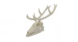 Deer Skull Skeleton 3D model