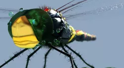 Dragonfly 3D model