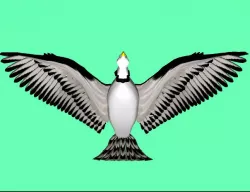 Eagle Model
