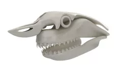 Great White Shark Skull 3D model