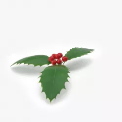 Holly 3D model