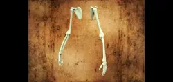 HUMAN ARM