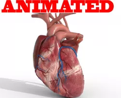 Human Heart animated 3D model