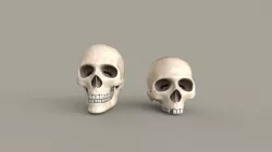 Human Skulls 3D model